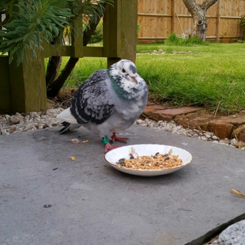 Bed and Breakfast in Eccleshall: Homeless Homing Pigeon