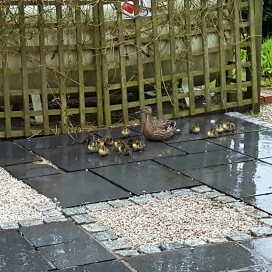 Bed and Breakfast in Eccleshall: Our Local Duck Family