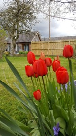 Bed and Breakfast in Eccleshall: Beautiful Tulips