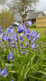 Bed and Breakfast in Eccleshall: Beautiful Bluebells